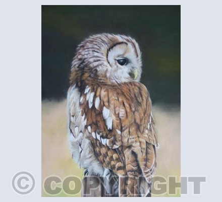 Tawny Owl 