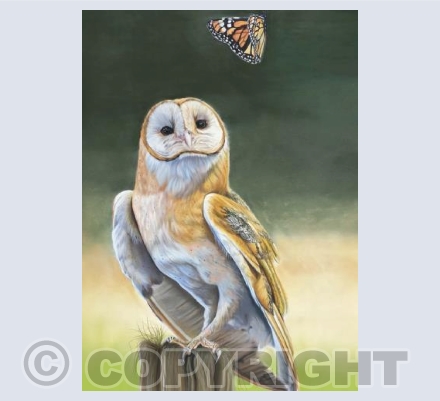 Owl and butterfly