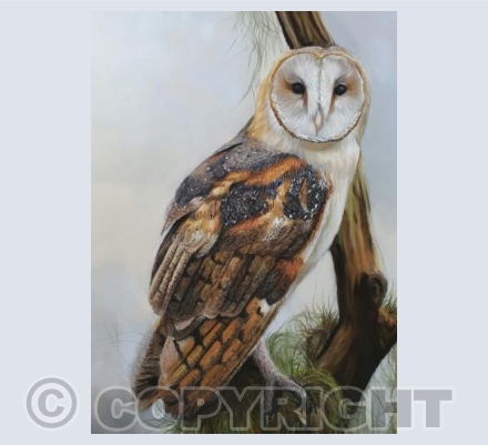 Owl In tree