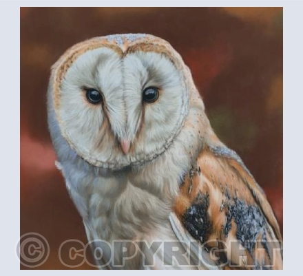 Buzz the Barn Owl 