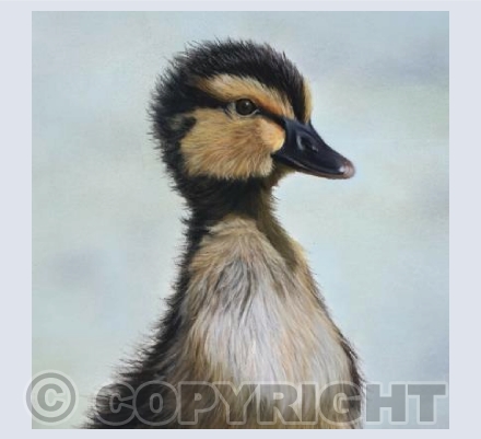 Spring duckling