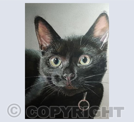 Black Kitten