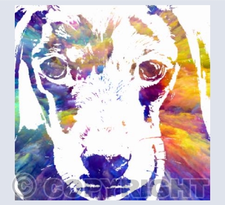 Colourful Dachshund