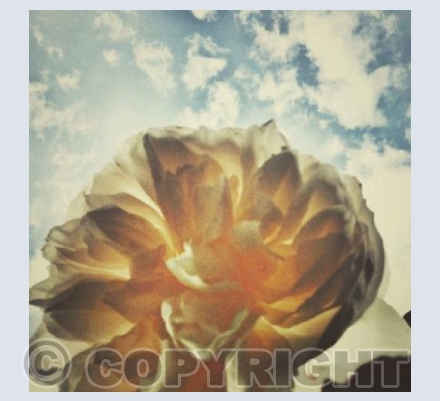 Cream rose 