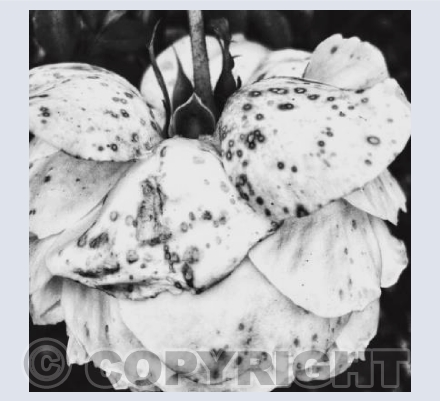 POV Flowers 5