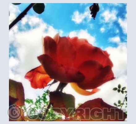 POV of Flowers 8 