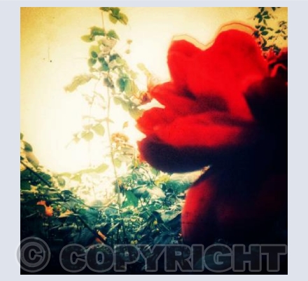 POV of Flowers 9 