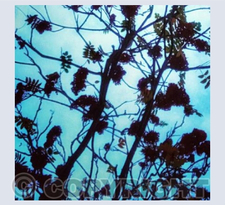 POV of Flowers 10
