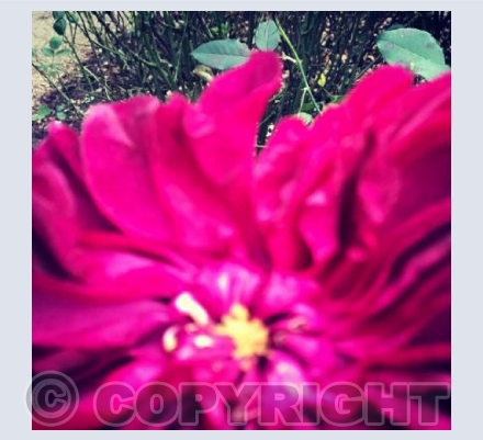 POV of Flowers 