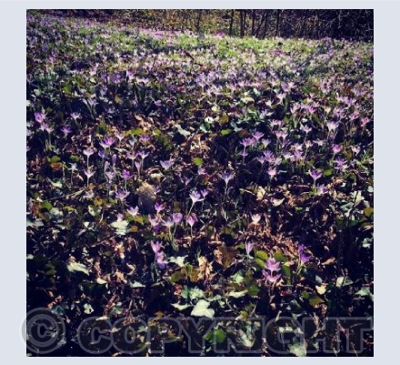 Springtime in Luxembourg