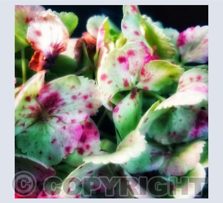 Shine Light Plants 