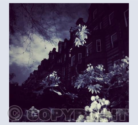 City Trees