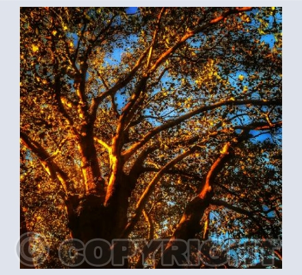 Bishops Park Sunshine Trees