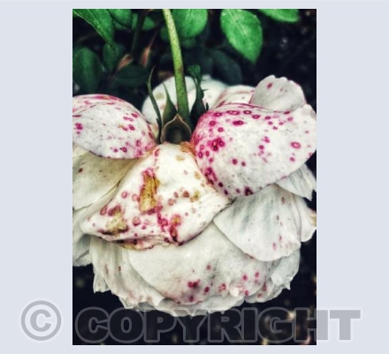 Fallen Rose 