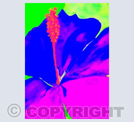 Lily purple 