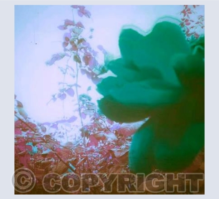 Mysterious Flower in Green 