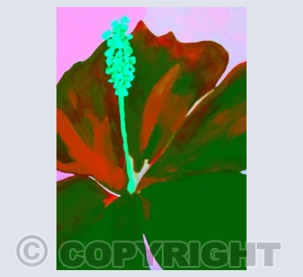 Pink Green Lily 
