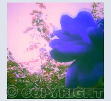 Lilac Blue Rose 