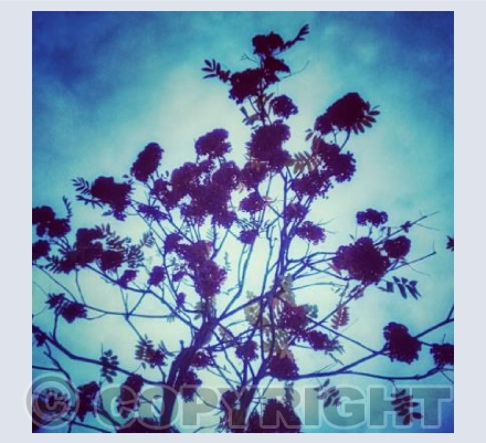 Sky Shimmered Branches 