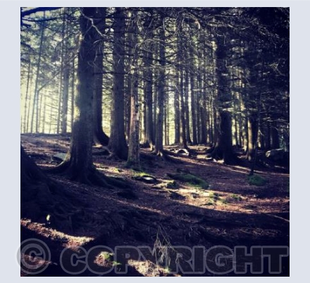 Daylight Fast through the trees 