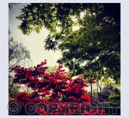 Red Tree