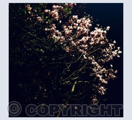 Blossom in the dark