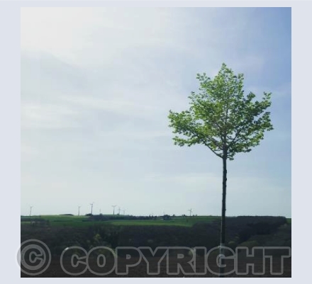 A lone tree