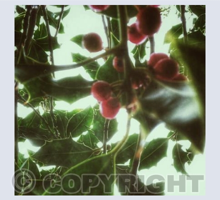 Christmas Fauna