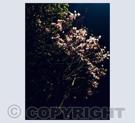 Walking home in London 