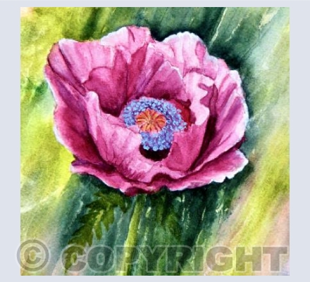 PINK POPPY