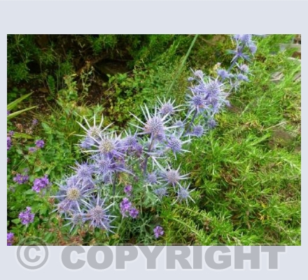 Sea Holly