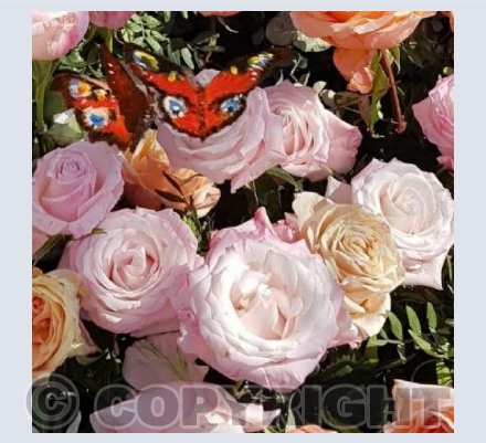Chelsea butterfly 