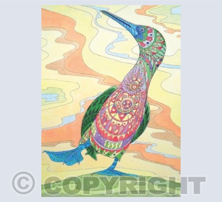 Patterned Booby