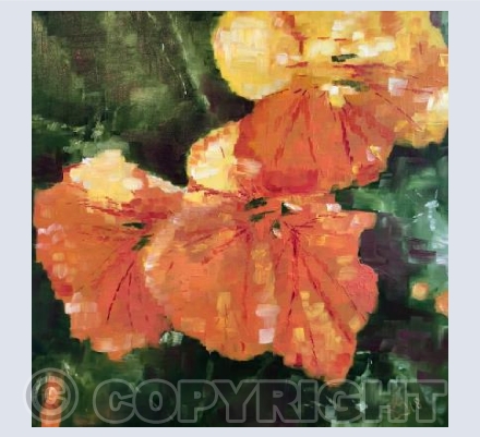 Late Blooming: Nasturtiums