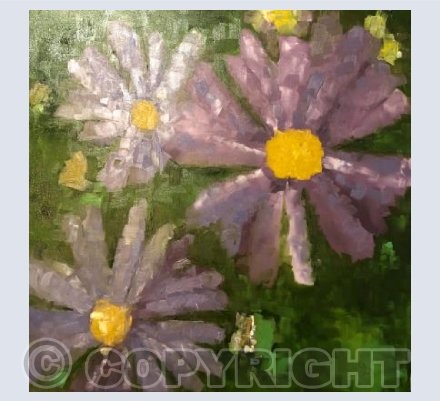 Late Blooming: Brachyscome 