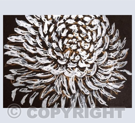 Chrysanthemum, 2018
