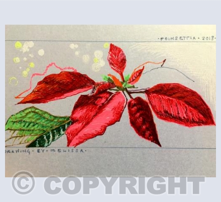 Poinsettia, 2018