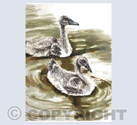 Cygnets, 2020