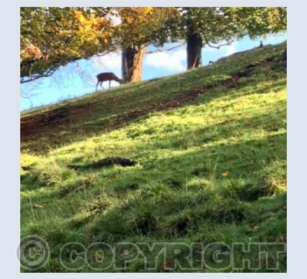 Away from the Herd