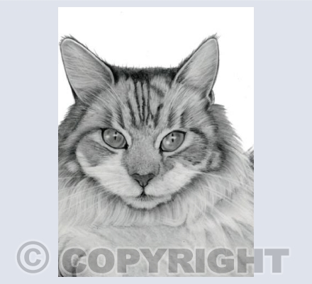 Sylvie Card