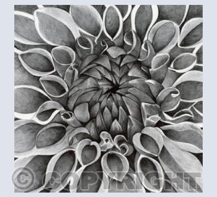 Dahlia
