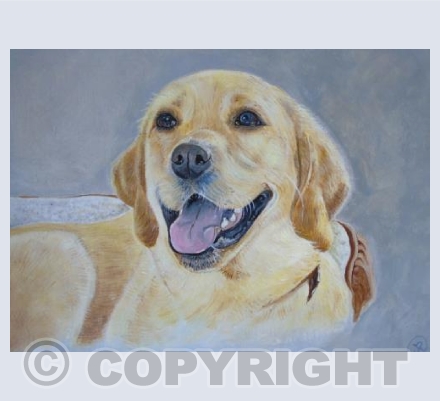 "Buddy" Golden Labrador