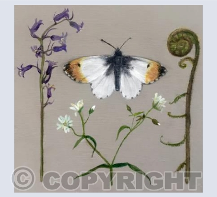 Orange Tip butterfly and Bluebell