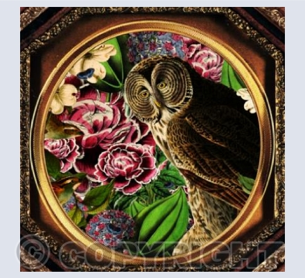 Owl