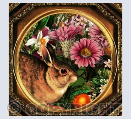 Rabbit
