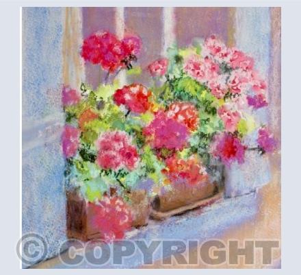 RUBY GERANIUMS IN FRANCE