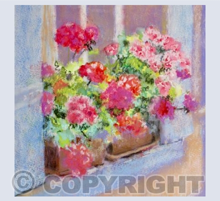 RUBY GERANIUMS IN FRANCE