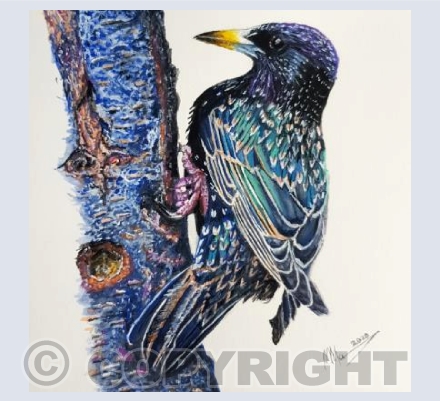 Starling