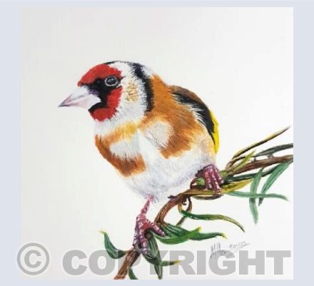 Goldfinch