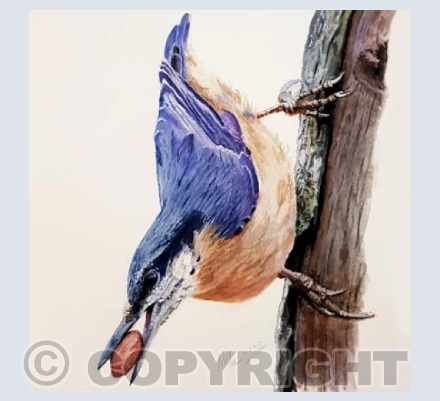 Nuthatch